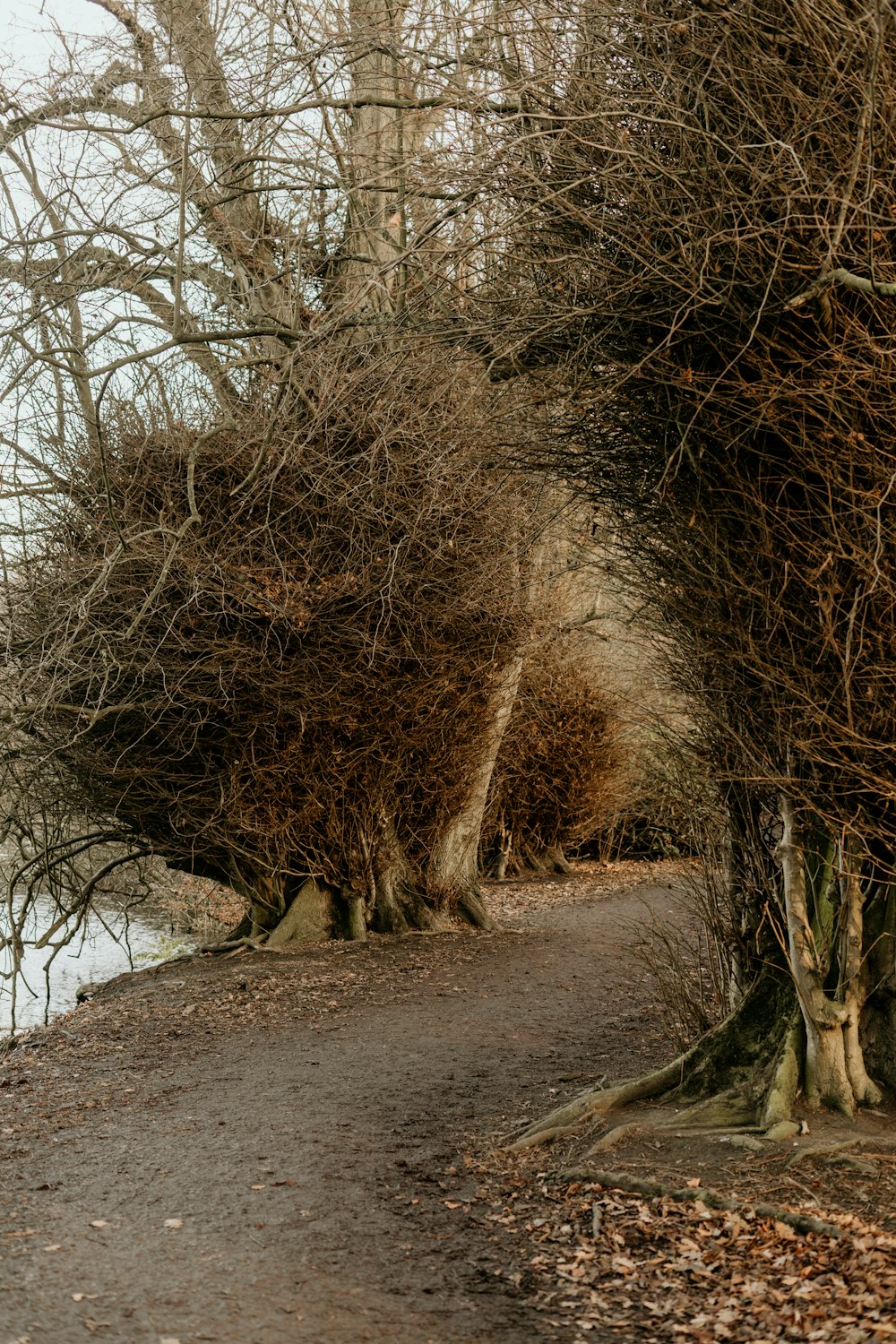 brown leafless tree on gray soil