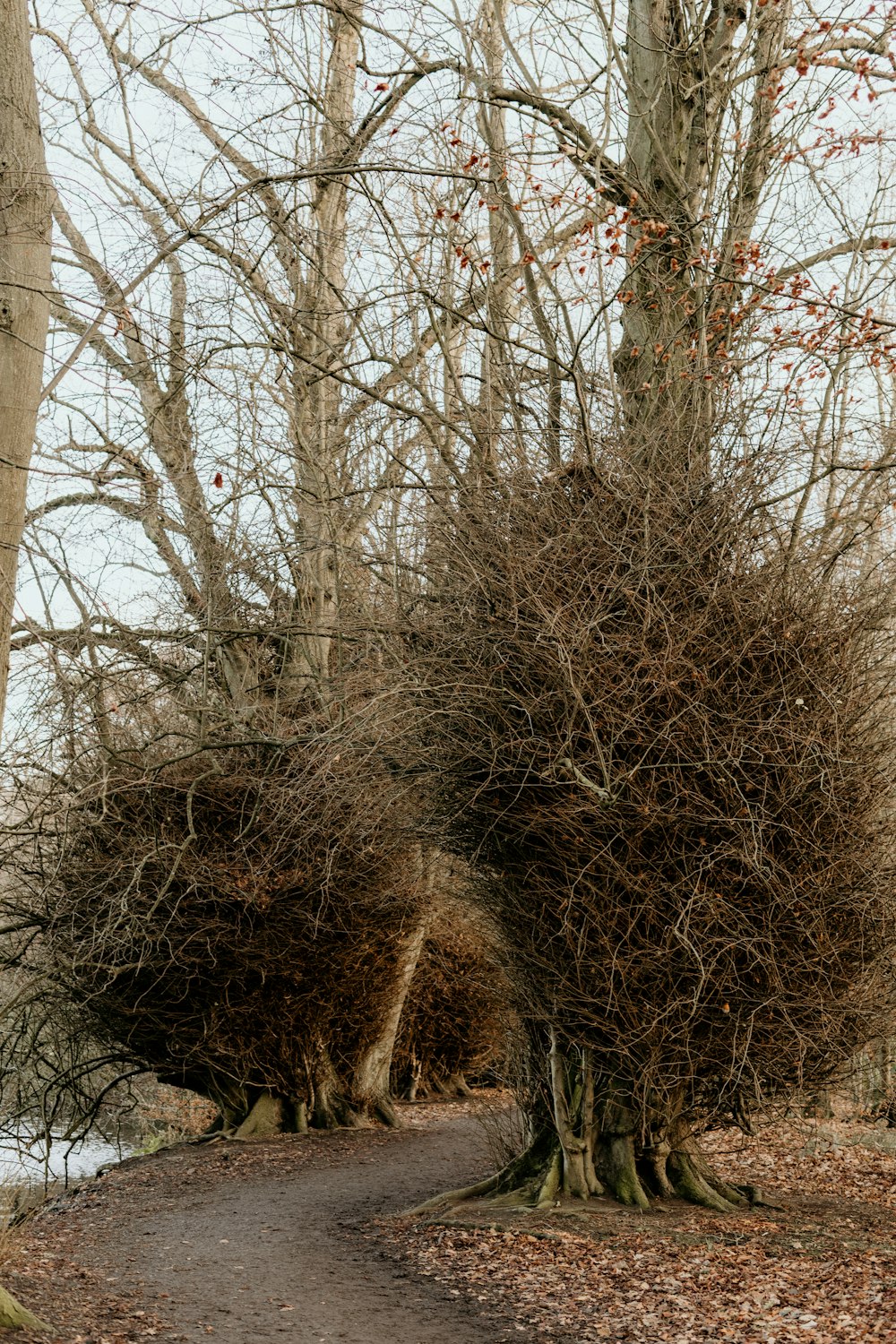 a couple of trees that are next to a road