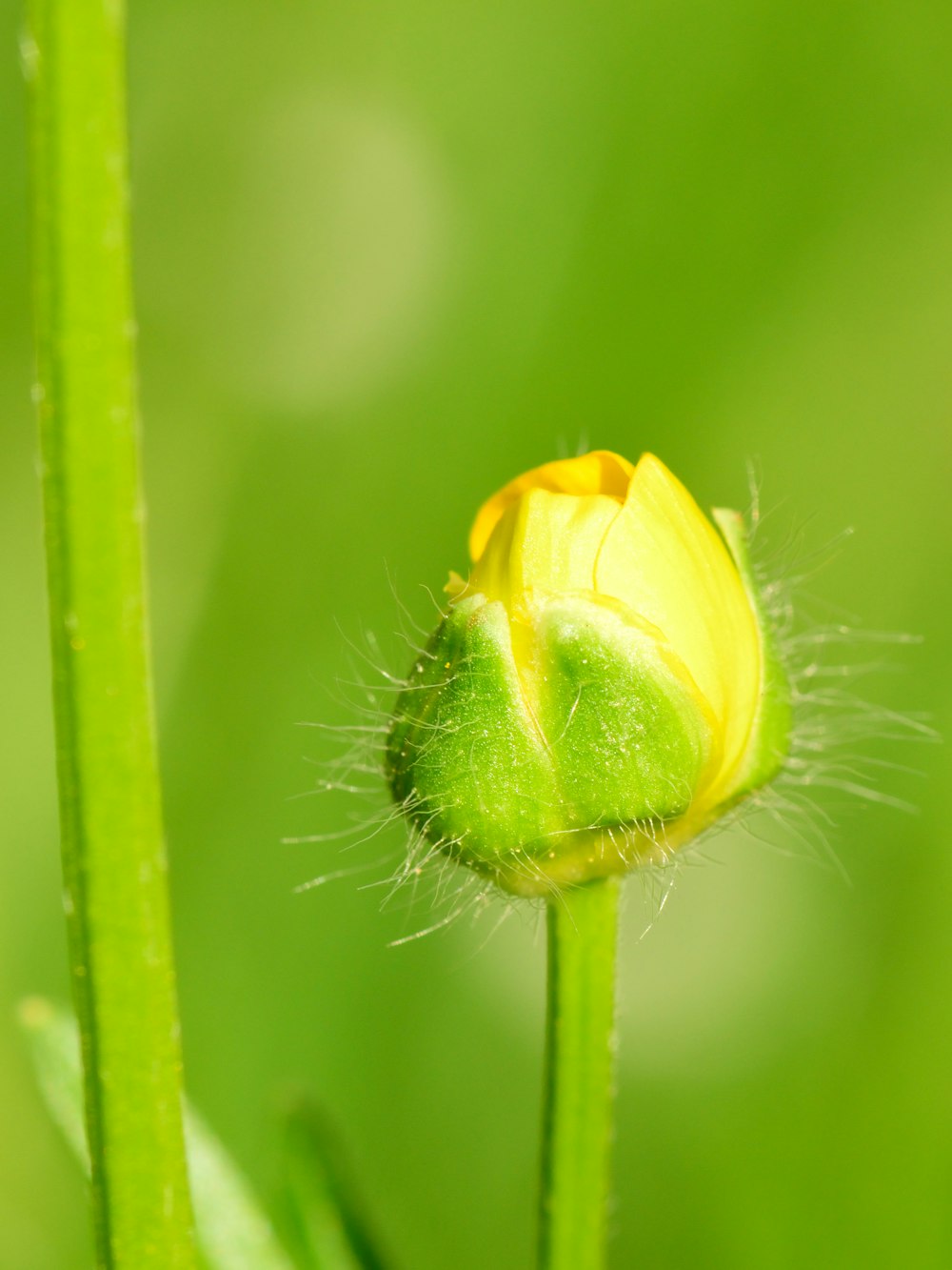yellow flower bud in close up photography