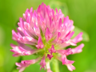 purple flower in macro shot