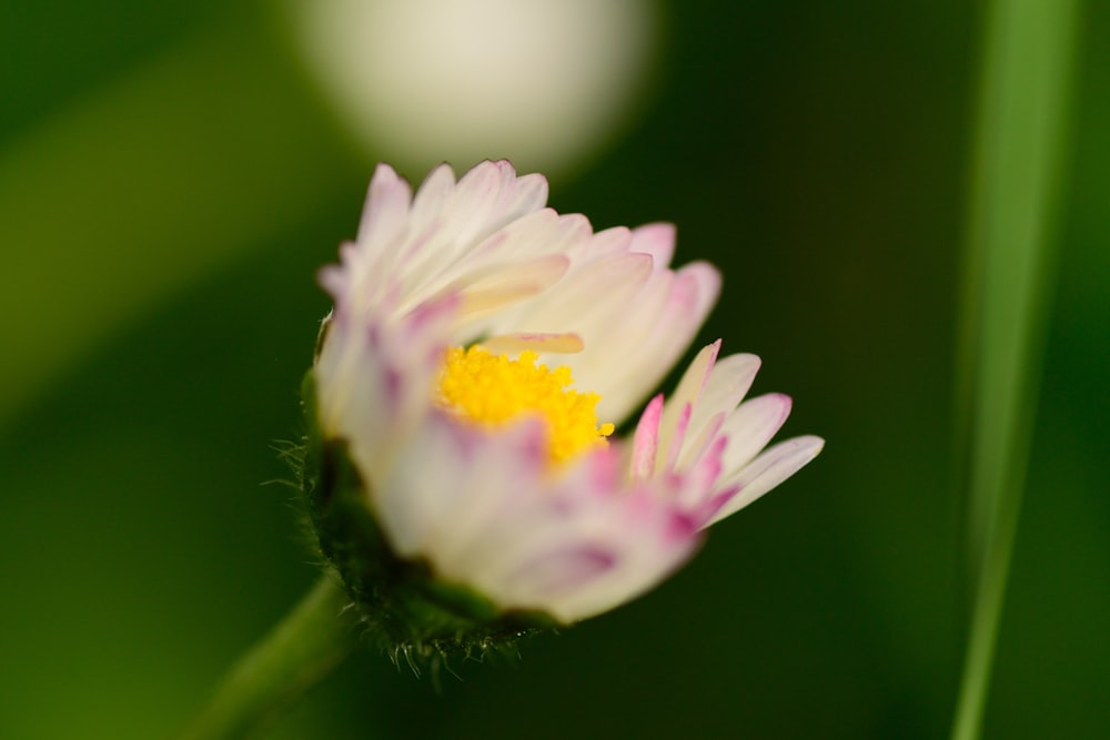 white and yellow flower in tilt shift lens