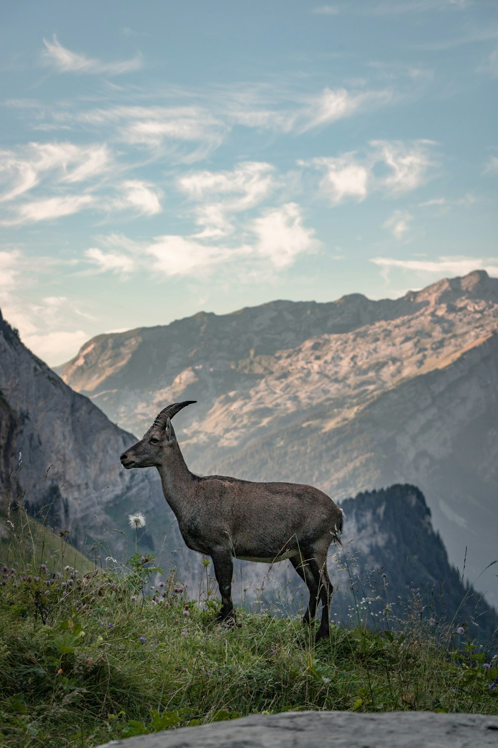 brown deer on green grass field during daytime