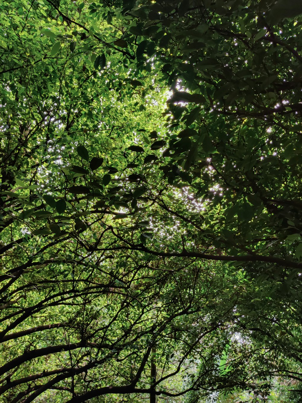 green leaf tree during daytime