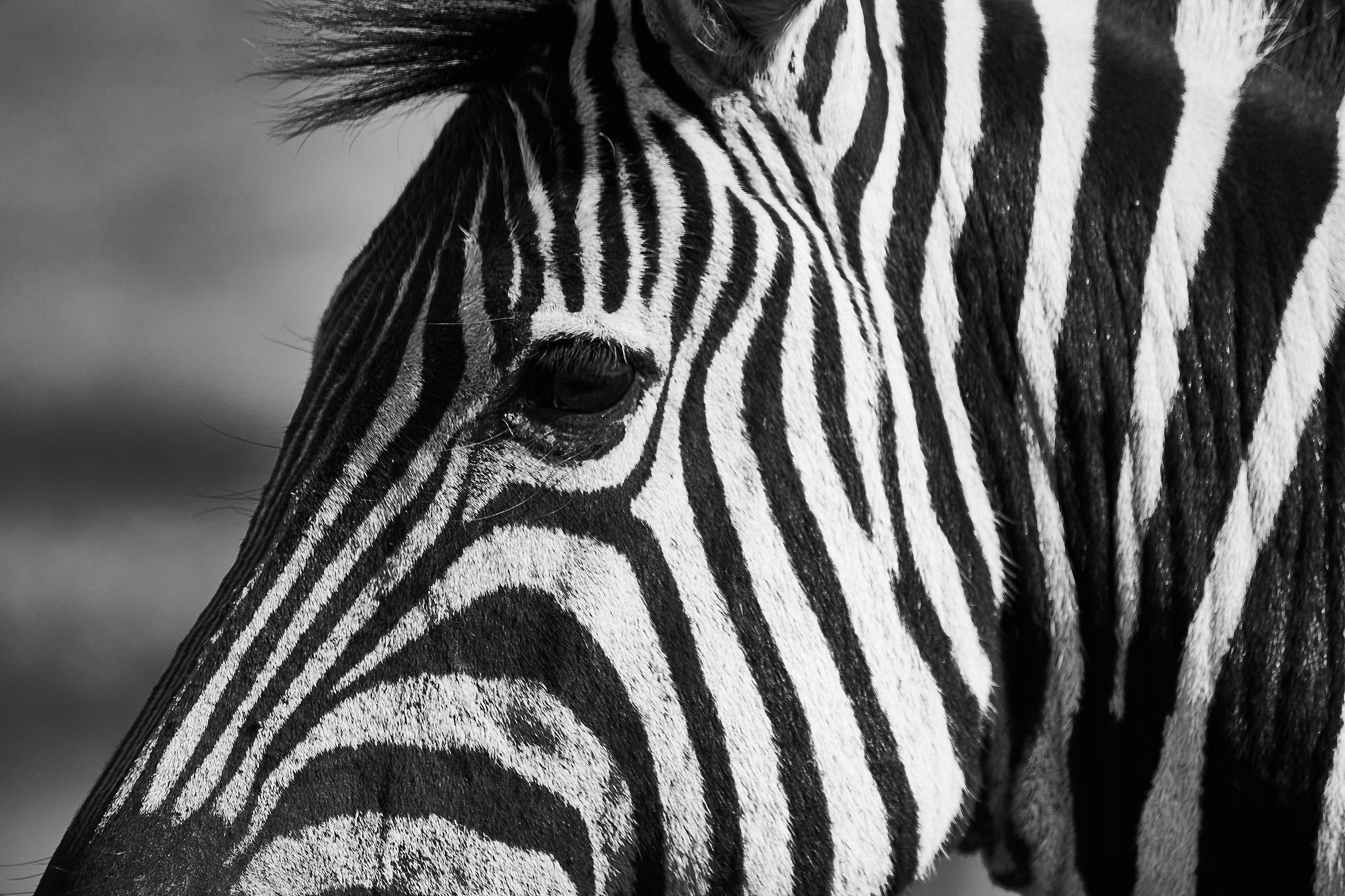 Happy Birthday Wishes for The Zebra That Will Melt Hearts