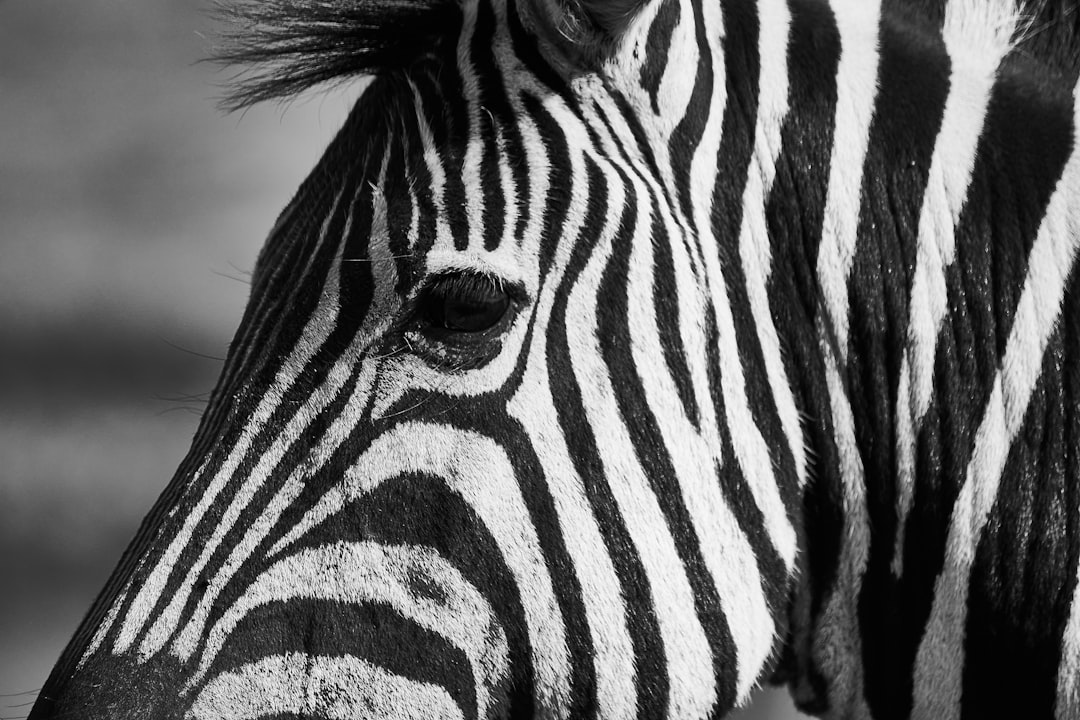 black and white zebra during daytime