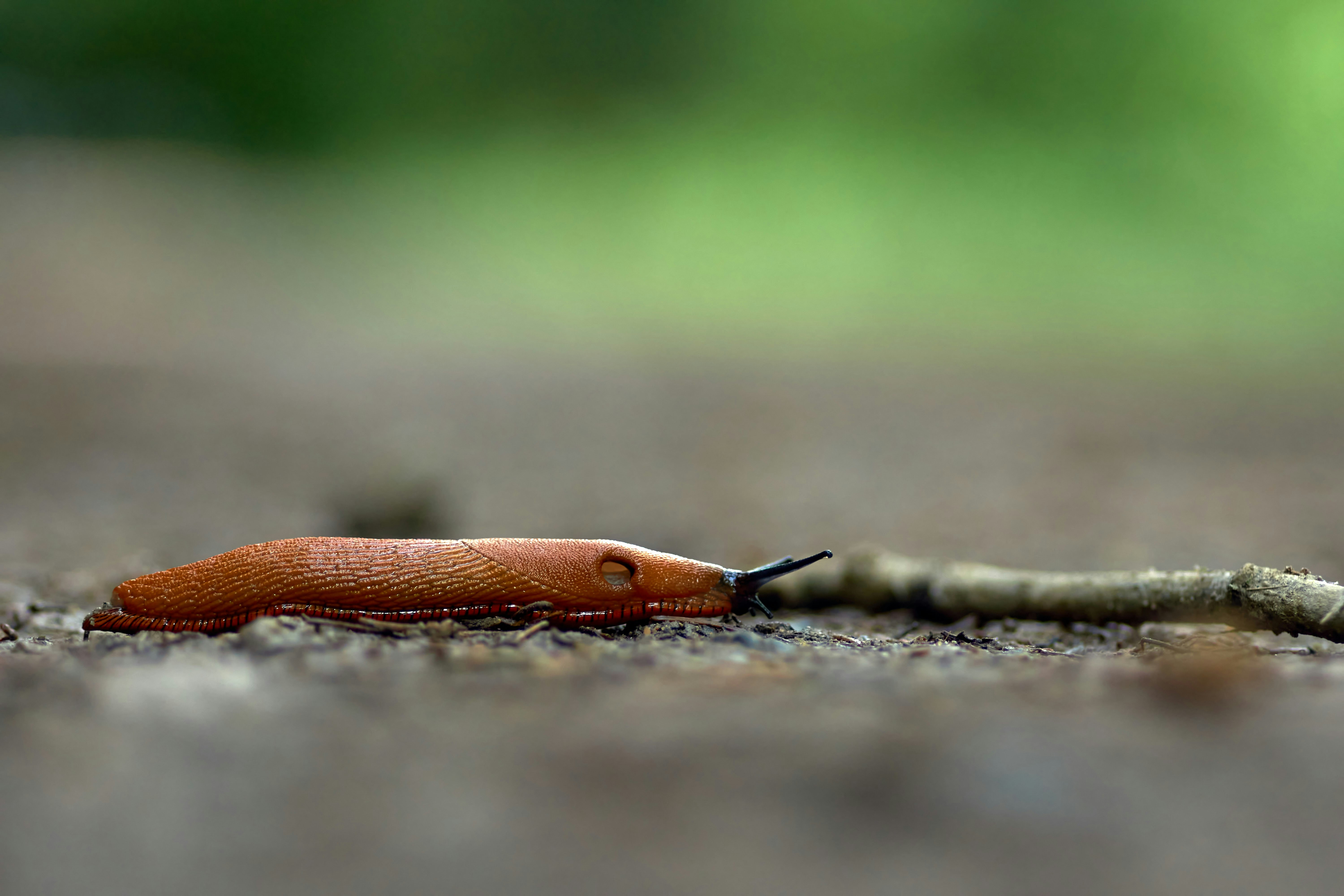 Photo by wolfgang_hasselmann