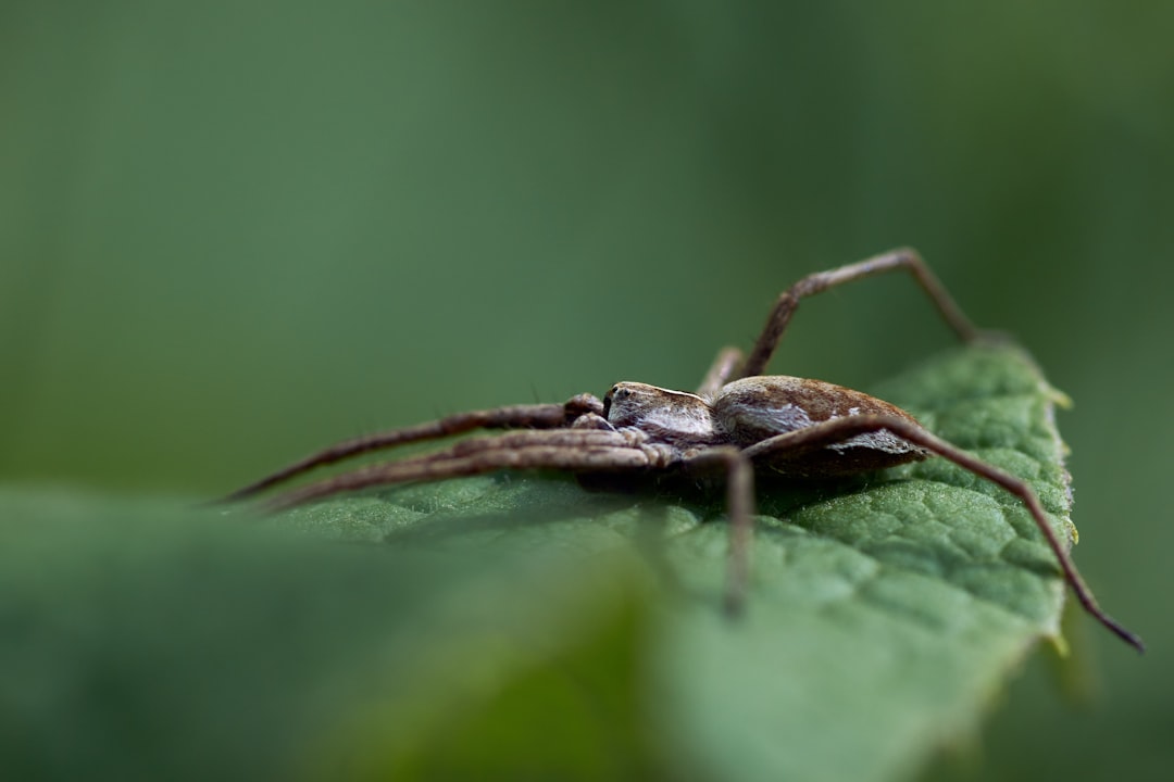 brown and black spider on green leaf