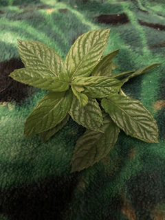 Fresh green mint leaves arranged on natural burlap fabric