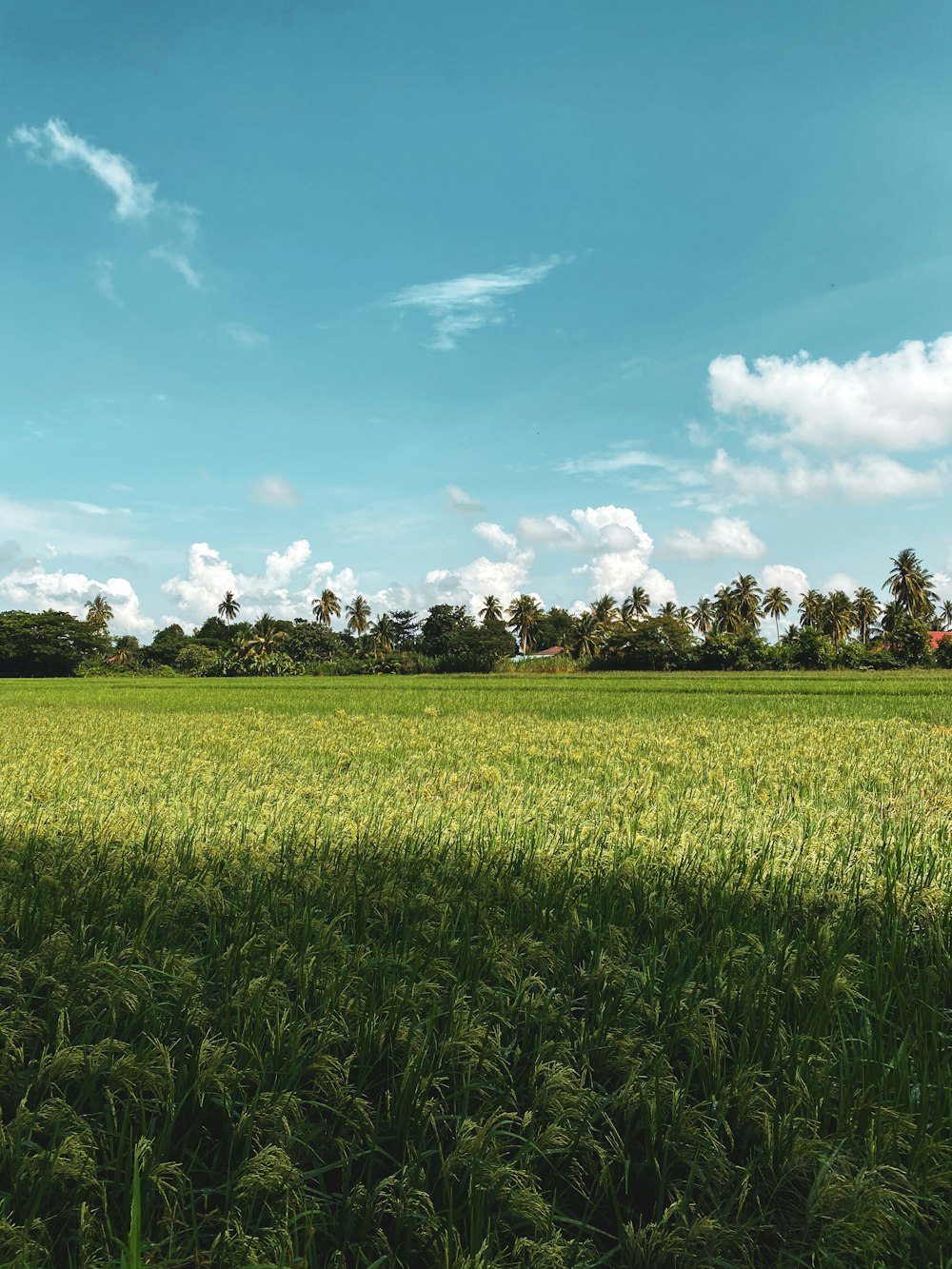 Grünes Grasfeld unter blauem Himmel tagsüber