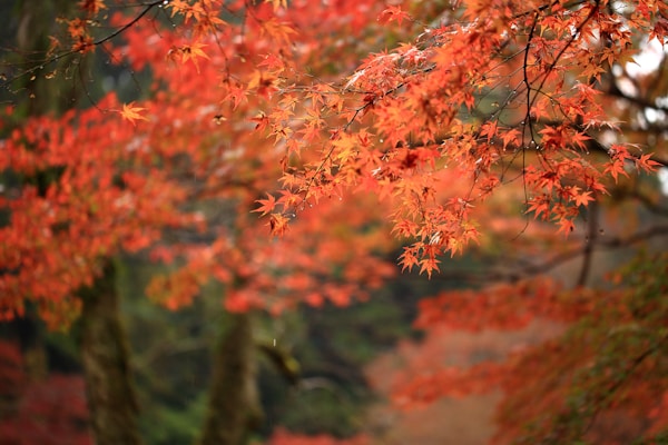 What to See in Izumo: A Traveler's Guide to Exploring the Charms of Izumo