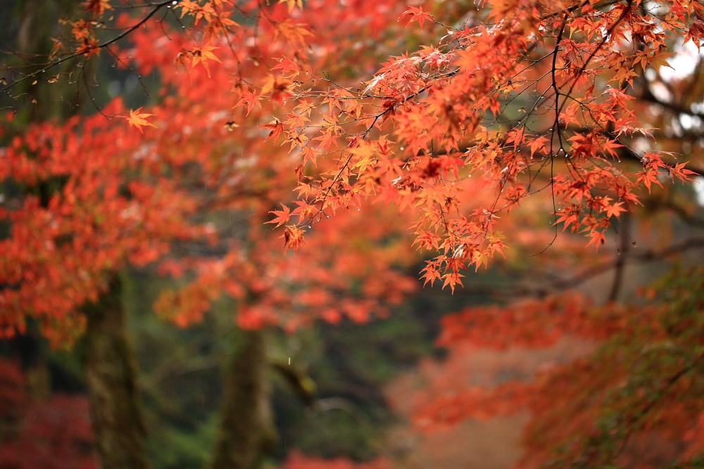 red leaves tree during daytime