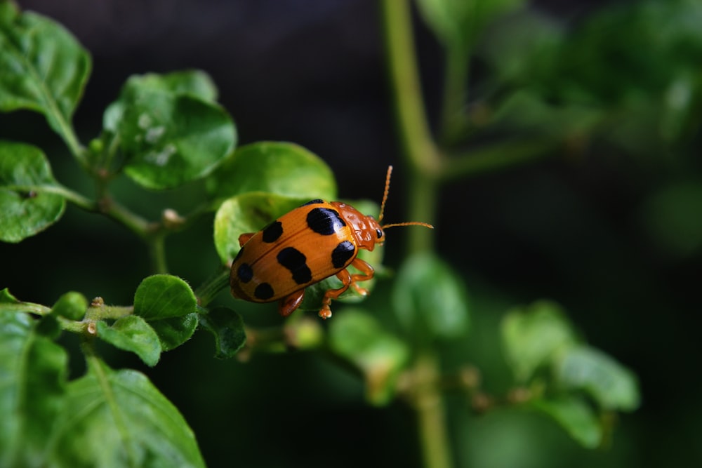 a close up of a bug on a leaf