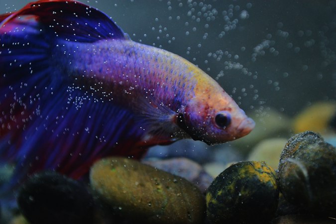 Purple-blue betta fish close-up with bubbles rising past its pale head in a dim aquarium