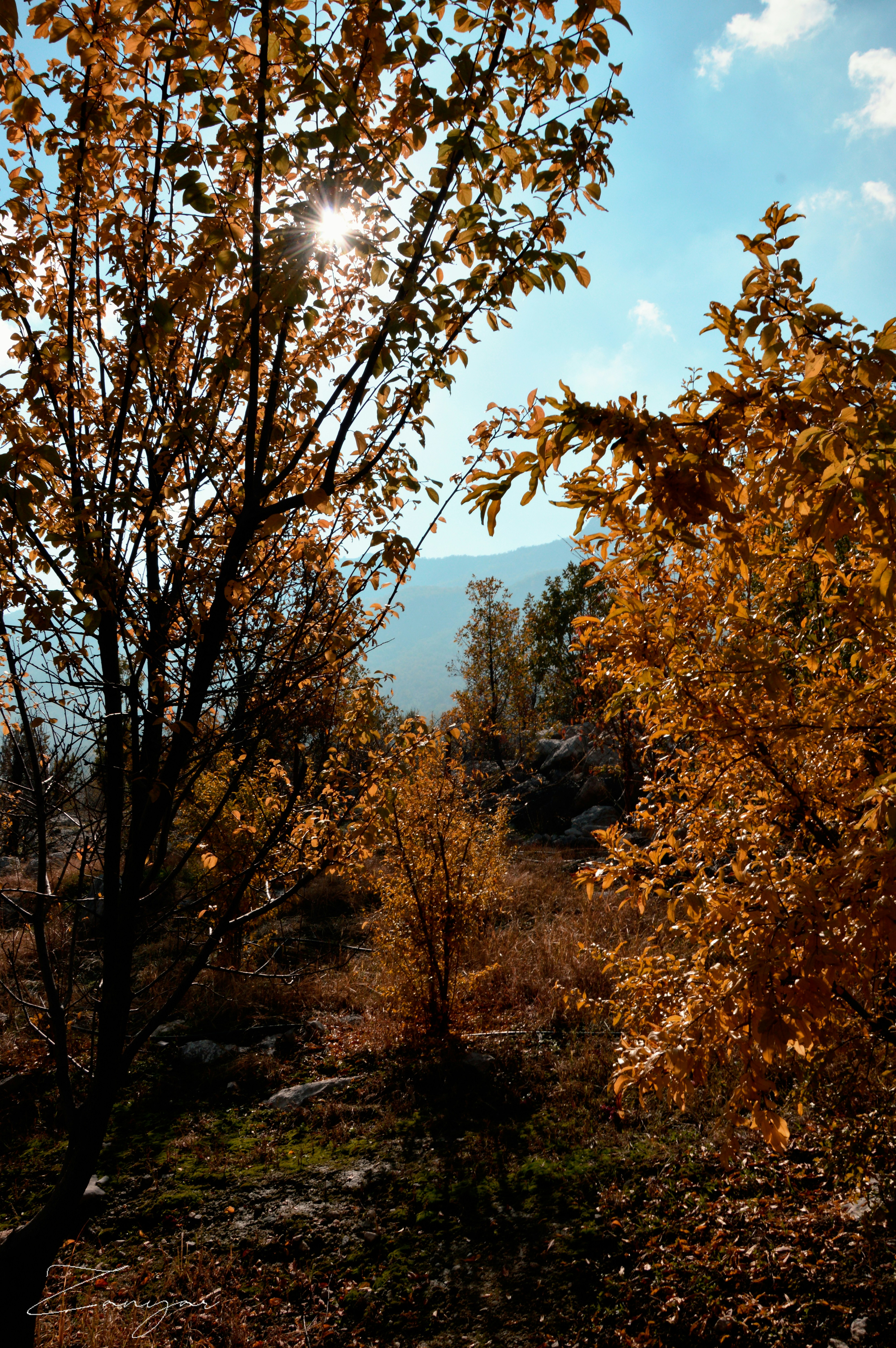 Photo by zanniyar