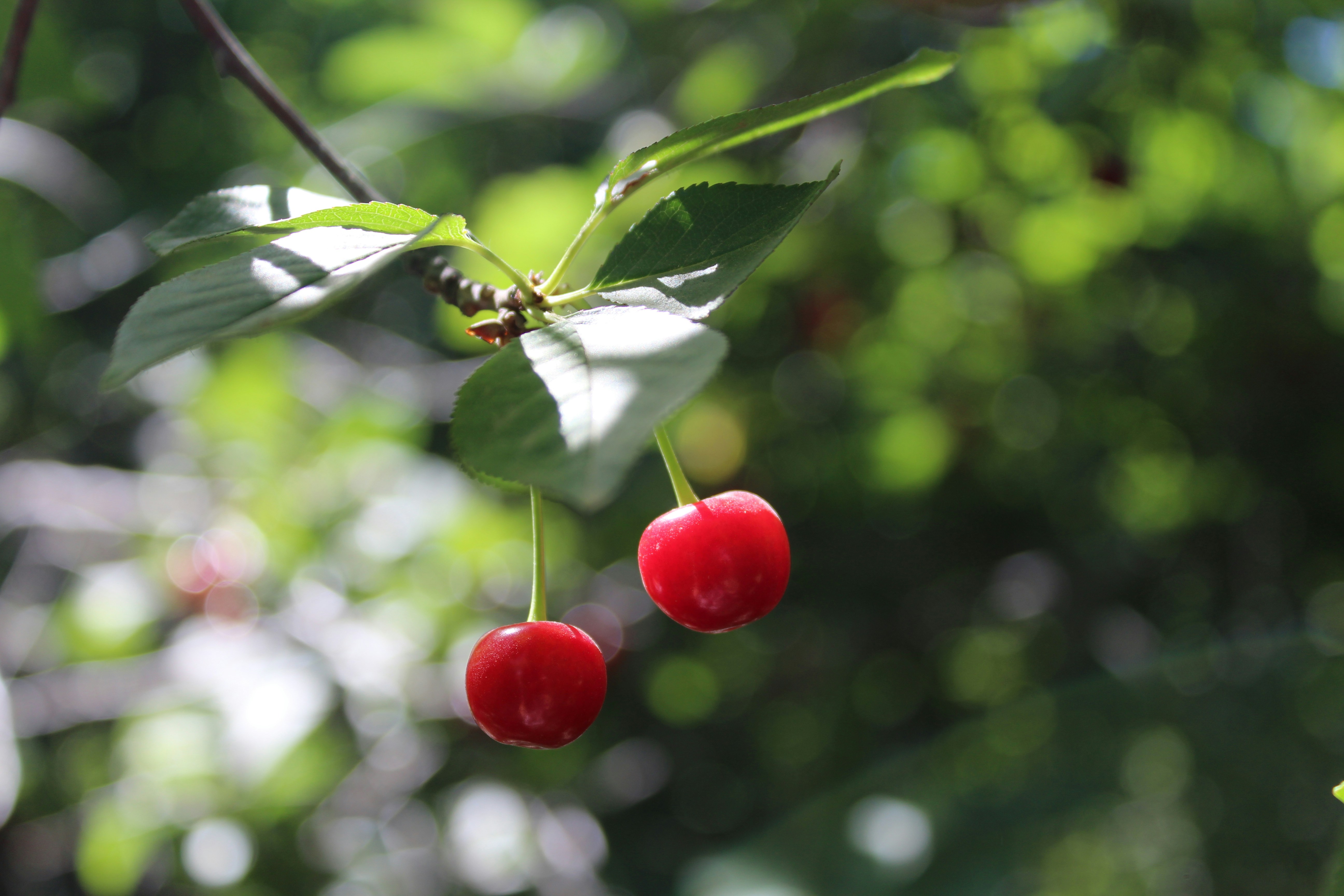 photo-1606144699719-4e807600c617?ixid=M3wxMjA3fDB8MXxzZWFyY2h8MTR8fGNoZXJyeSUyMGxhdXJlbCUzQSUyMGElMjBndWlkZSUyMHRvJTIwY2FyZSUyMGxhbmRzY2FwZSUyMHVzZXxlbnwwfHx8fDE3NTIxMzc1NjN8MA\u0026ixlib=rb-4.1.0