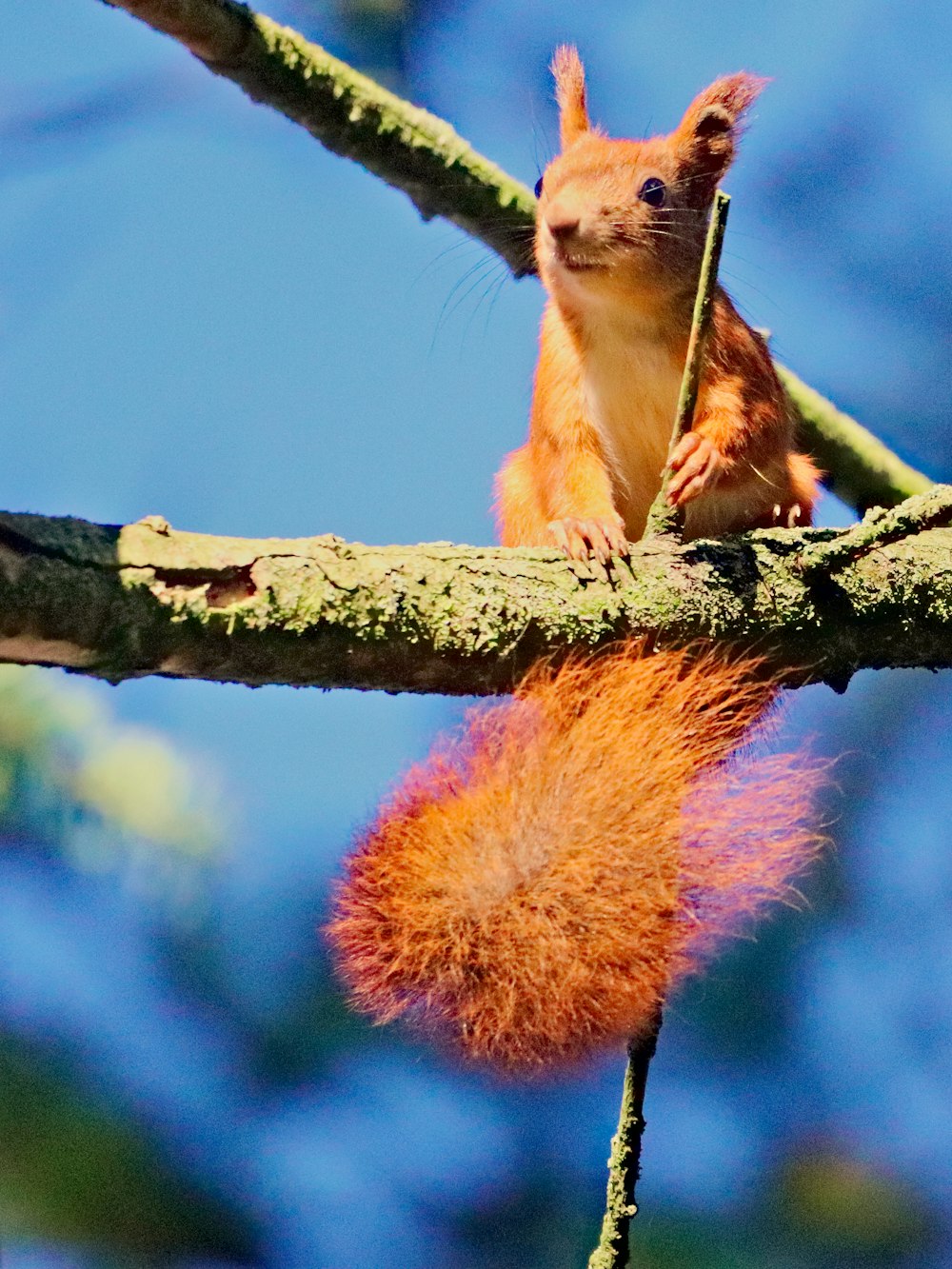 brown squirrel on brown tree branch during daytime