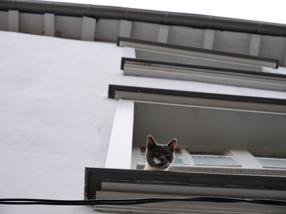 black and white cat on window