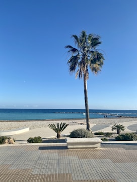 palm tree near body of water during daytime
