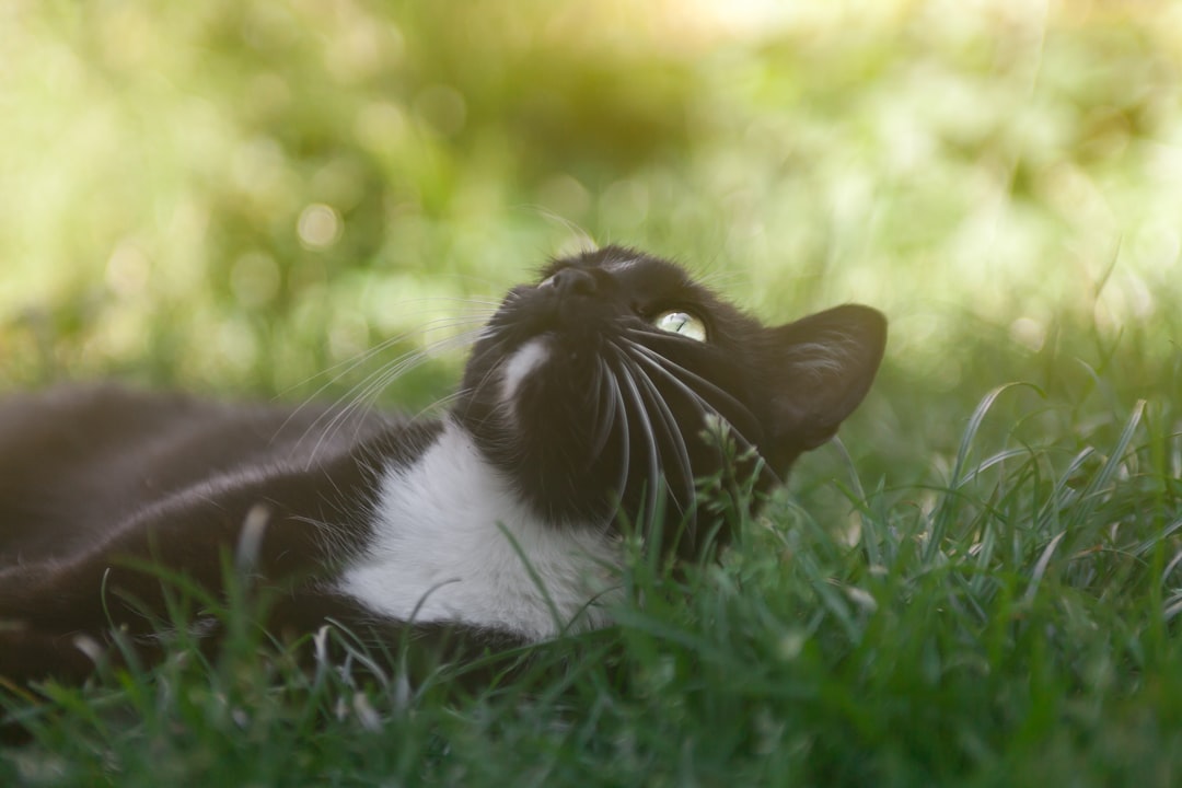 tuxedo cat lying on green grass during daytime