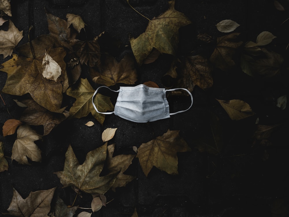 white textile on brown leaves