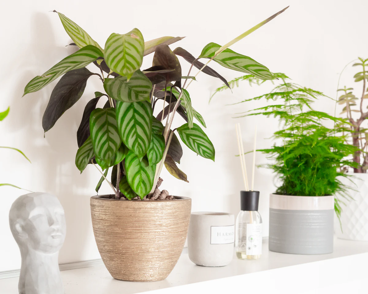 Calathea Prayer Plant India — Painted Leaves Moving Plant Guide