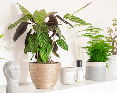 Calathea Prayer Plant India — Painted Leaves Moving Plant Guide