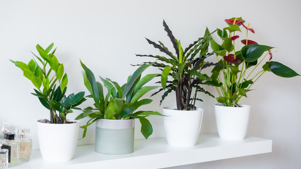 green plant on white ceramic pot