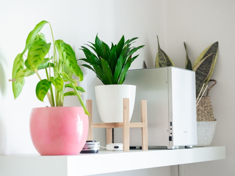 Dracaena