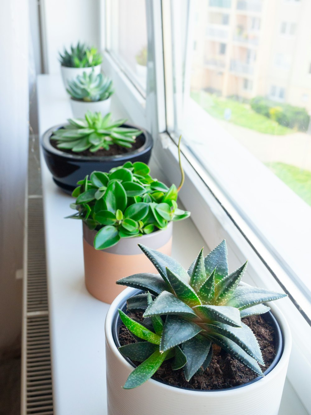 planta verde no vaso de cerâmica branco