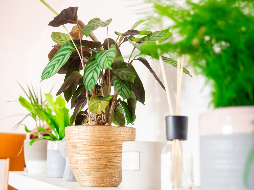 green plant in brown clay pot