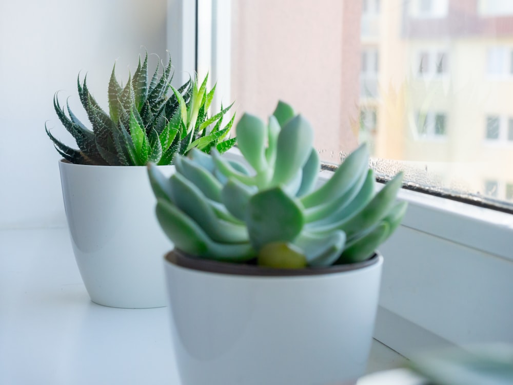 green succulent plant in white pot