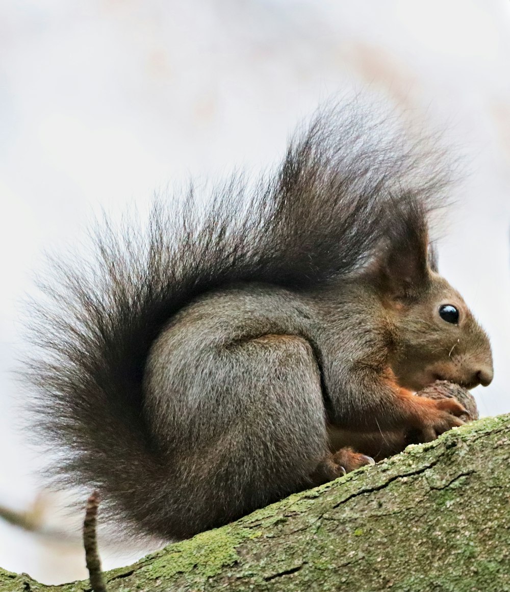 brown squirrel on tree branch during daytime