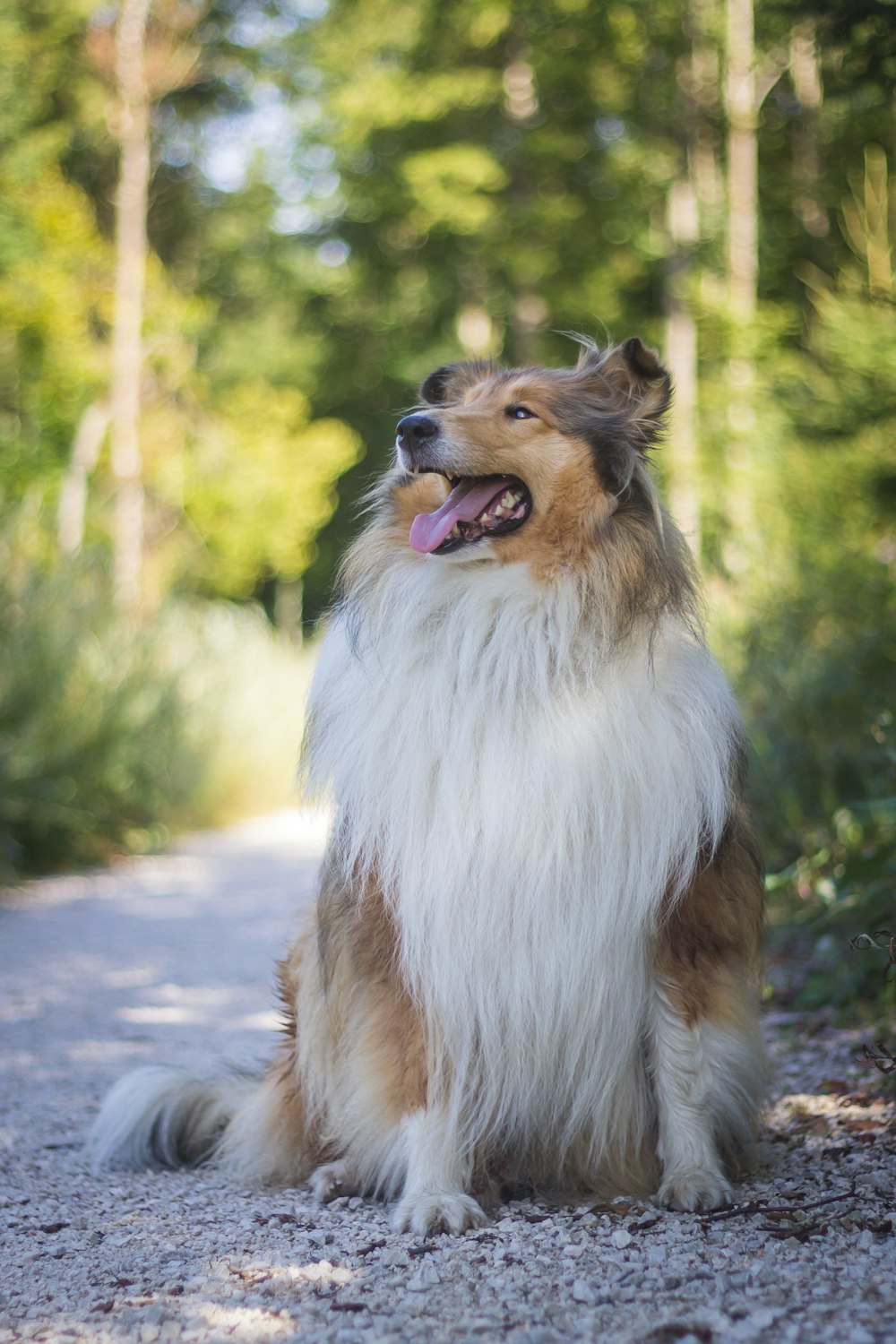 白と茶色のロングコート犬