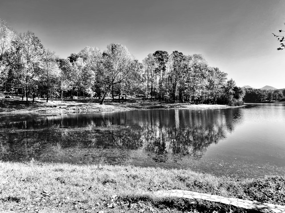 foto in scala di grigi di alberi vicino allo specchio d'acqua