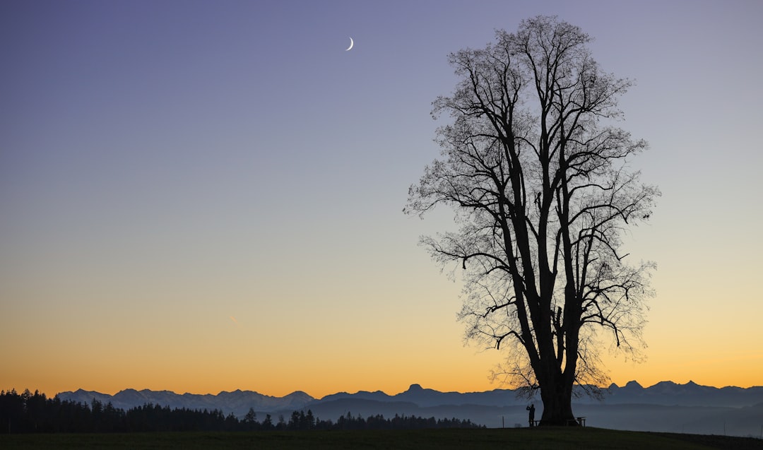 leafless tree near body of water during daytime