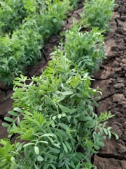 Young green plants with delicate leaves are growing in rows on cracked, dry soil, suggesting a farm or agricultural setting.