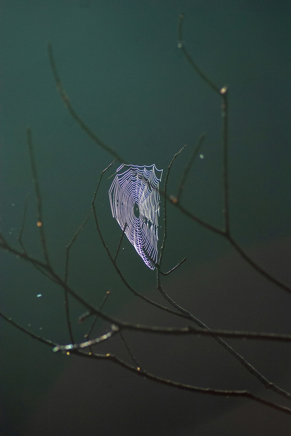 spider web on brown tree branch