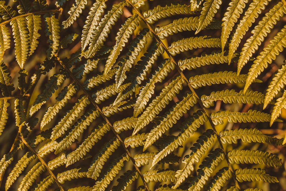 brown leaves on brown wooden stick