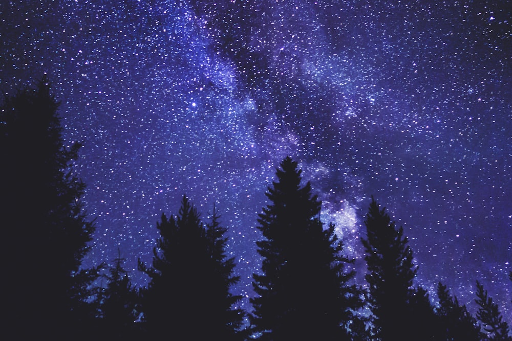 pinheiros verdes sob o céu azul com estrelas durante a noite