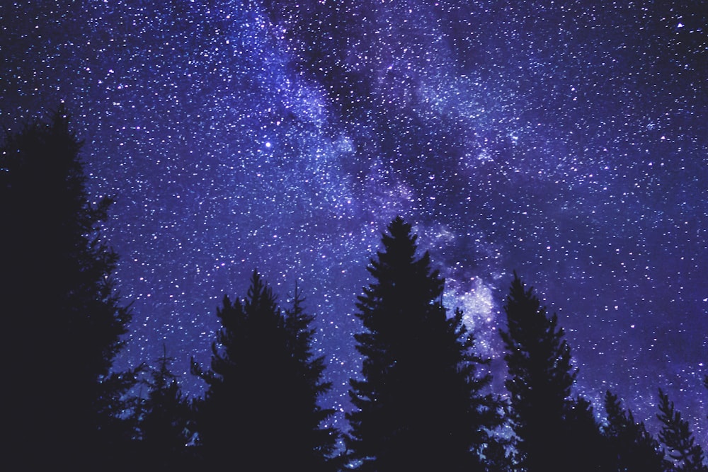 green pine trees under blue sky with stars during night time