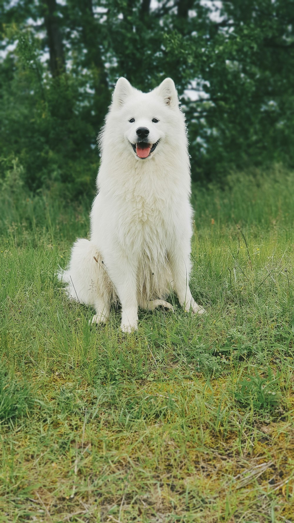 昼間の緑の芝生の上の白い長いコートの犬