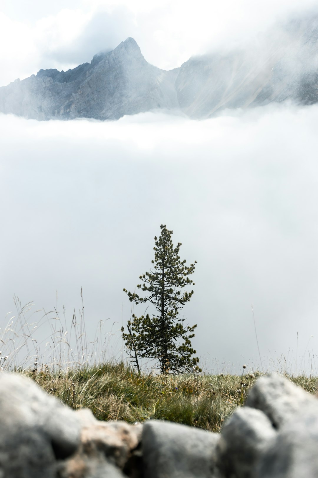 green pine tree on green grass field