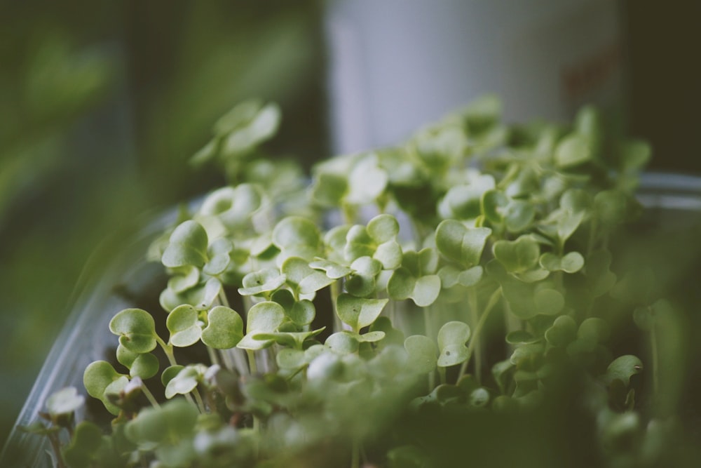 green plant in close up photography