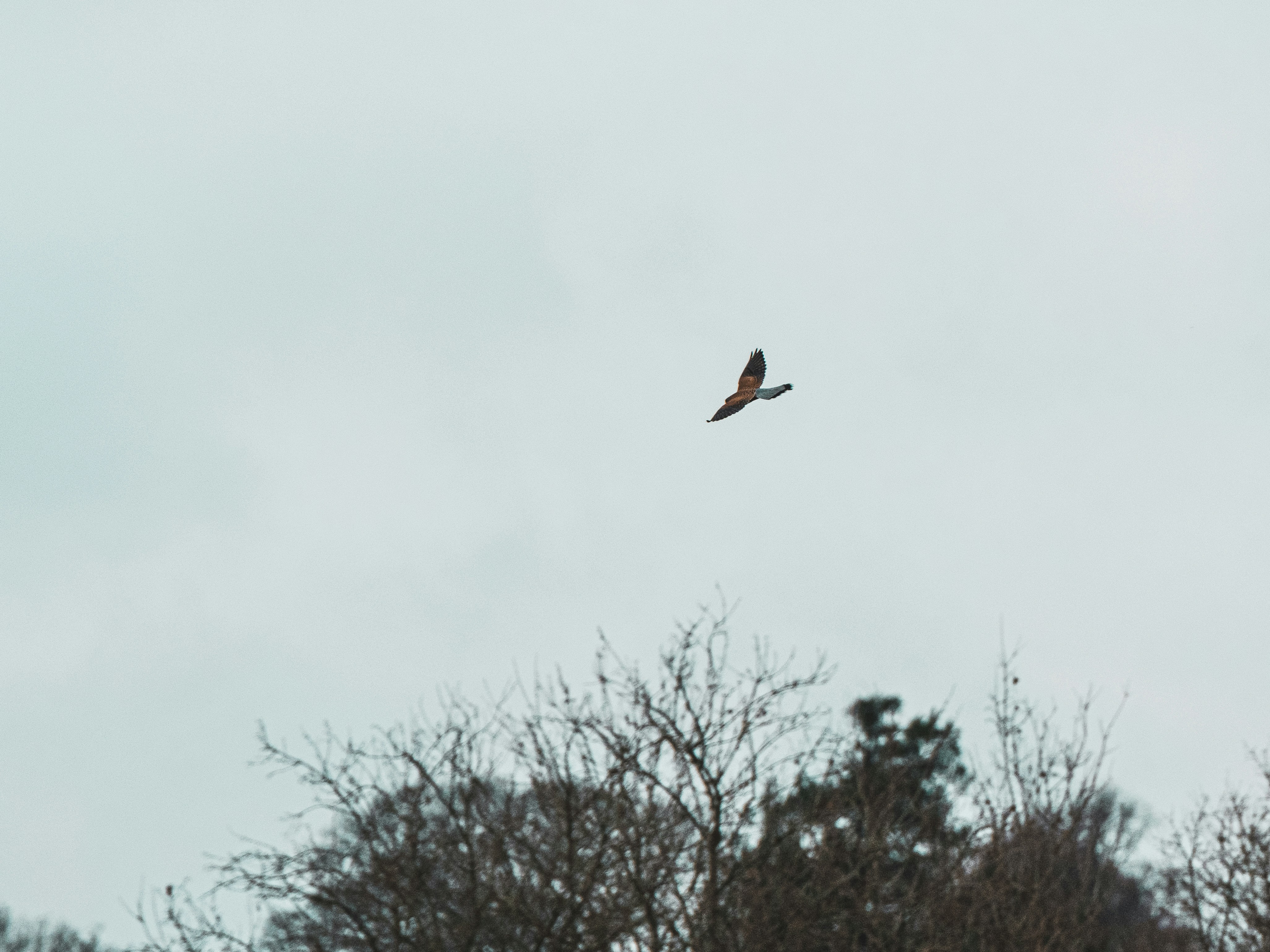 Photo by alken