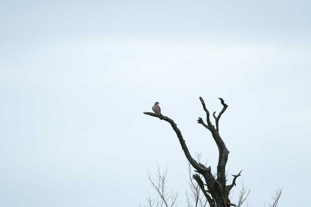 white bird on bare tree during daytime