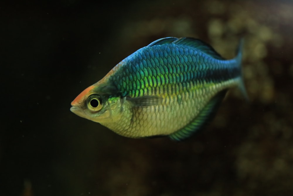 blue and yellow fish in water