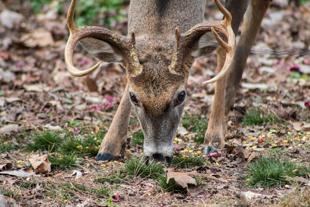 brown deer eating grass during daytime