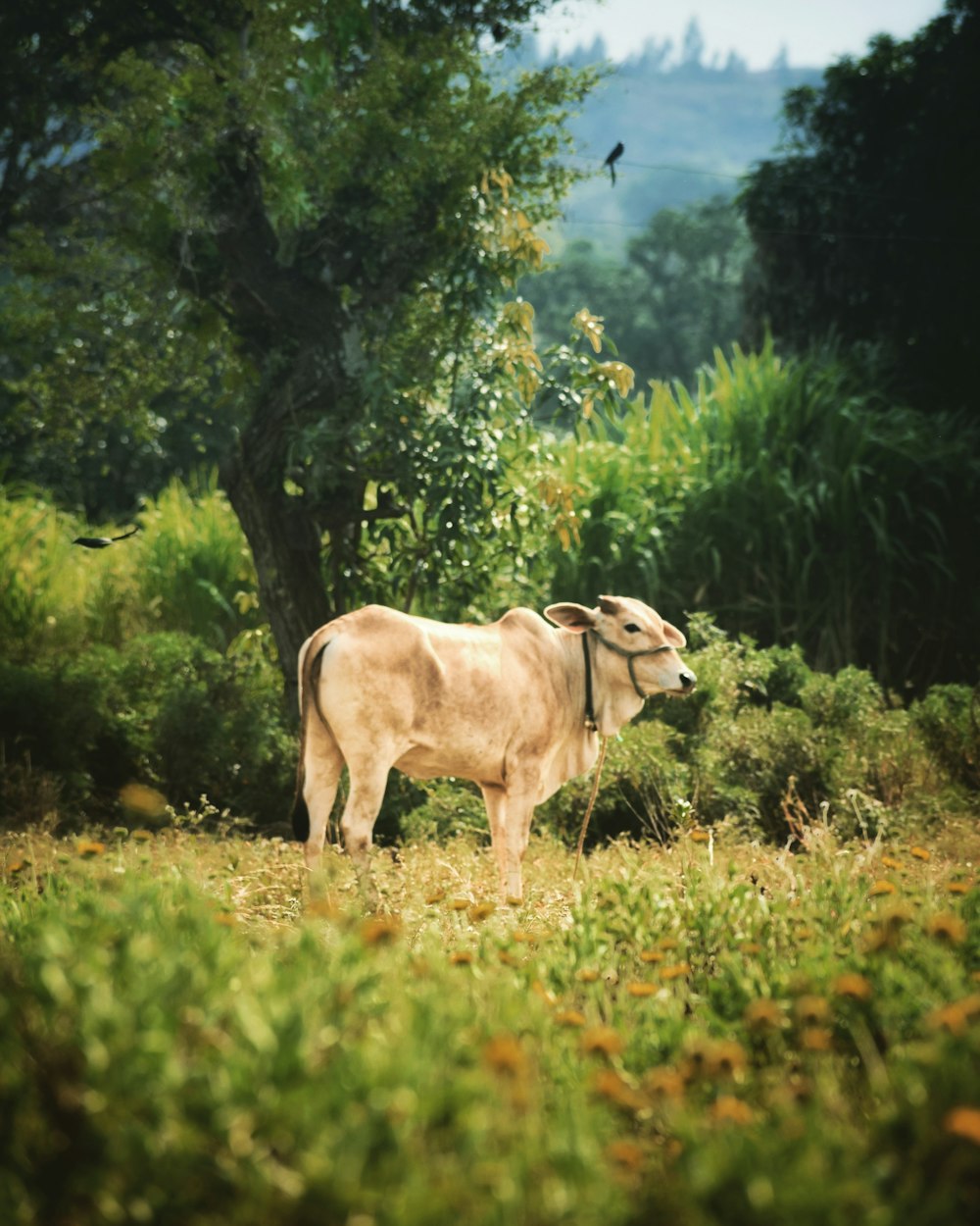 brown cow on green grass field during daytime