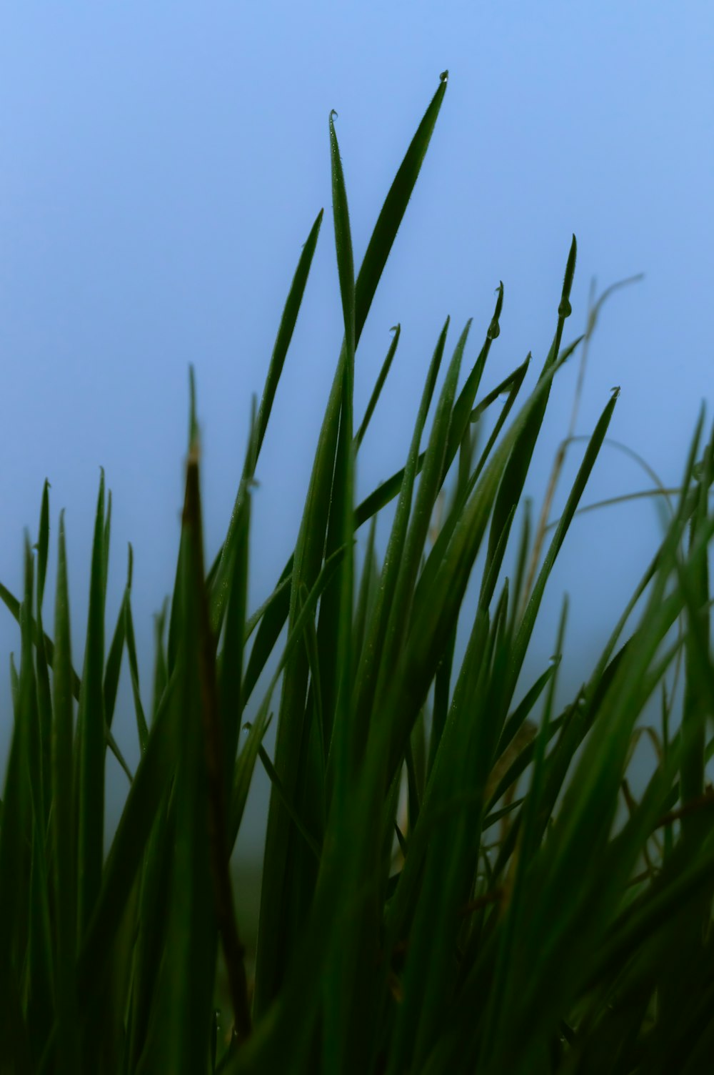 green grass under blue sky during daytime