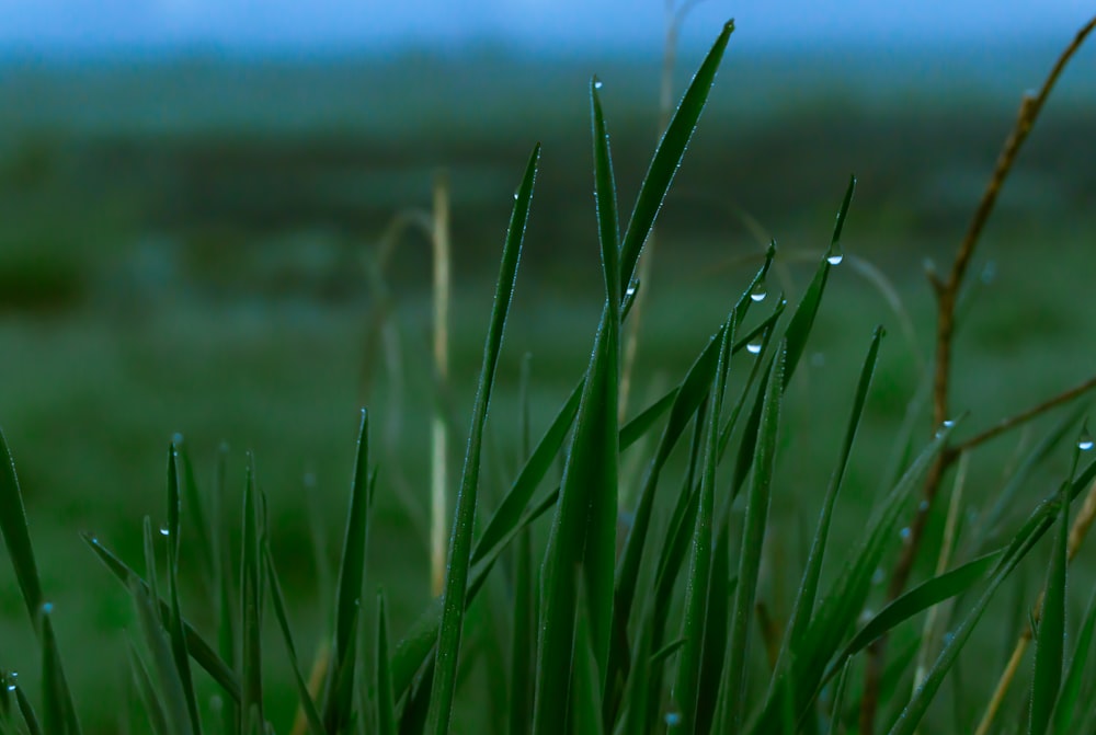 green grass field during daytime